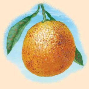 Scale Insects: Naughty, Nice or Neutral? Image